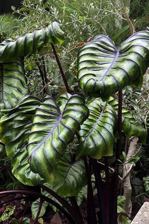  Pharaoh's Mask Elephant Ear (Colocasia) - 2 Gallon Pot