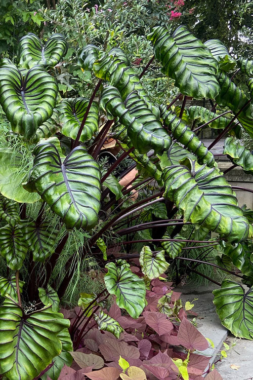  Pharaoh's Mask Elephant Ear (Colocasia) - 2 Gallon Pot