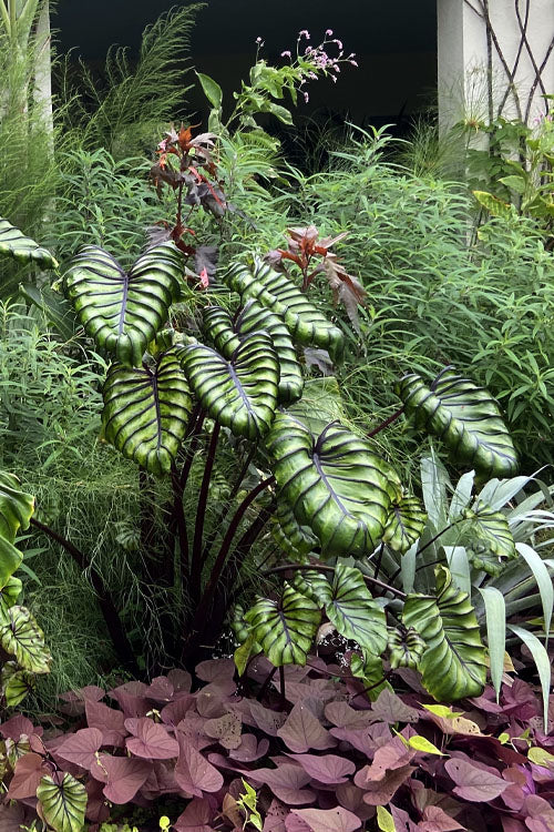  Pharaoh's Mask Elephant Ear (Colocasia) - 2 Gallon Pot