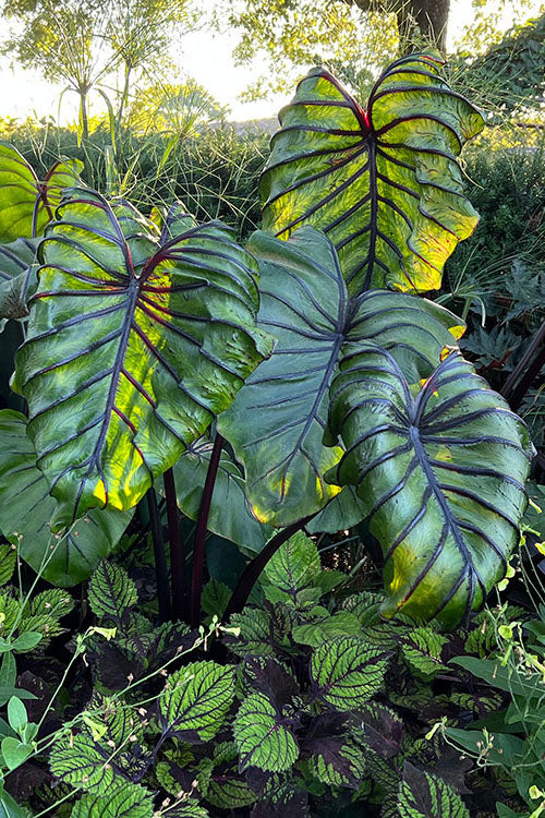 Pharaoh's Mask Elephant Ear (Colocasia) - 2 Gallon Pot