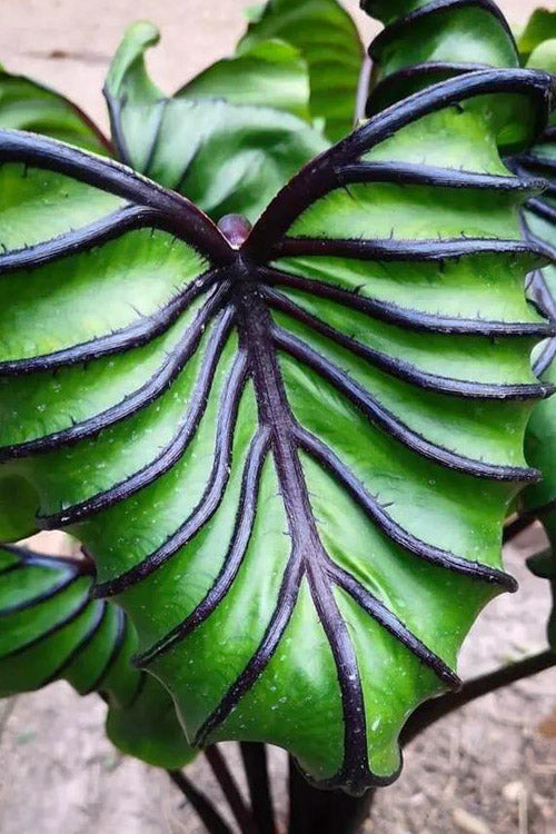  Pharaoh's Mask Elephant Ear (Colocasia) - 2 Gallon Pot