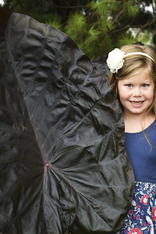  Distant Memory Black Elephant Ear (Colocasia) - 1 Gallon Pot