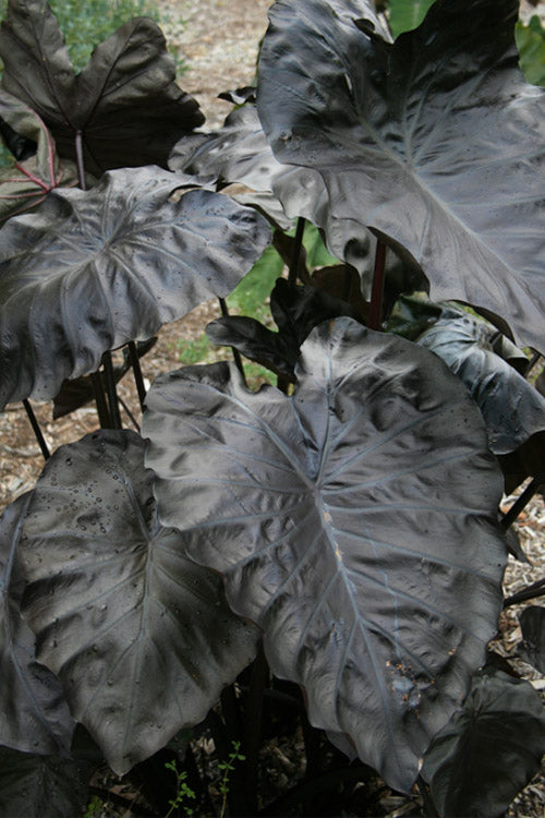  Royal Hawaiian Black Coral Elephant Ear (Colocasia) - 2 Gallon Pot
