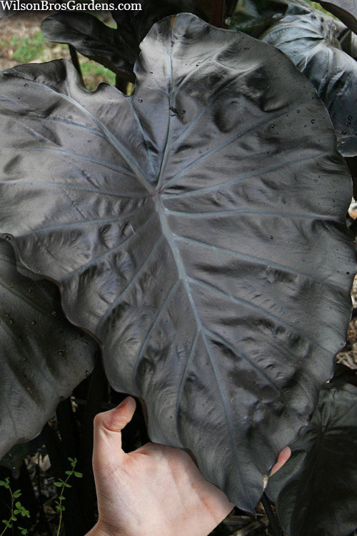  Royal Hawaiian Black Coral Elephant Ear (Colocasia) - 1 Gallon Pot