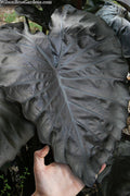  Royal Hawaiian Black Coral Elephant Ear (Colocasia) - 2 Gallon Pot