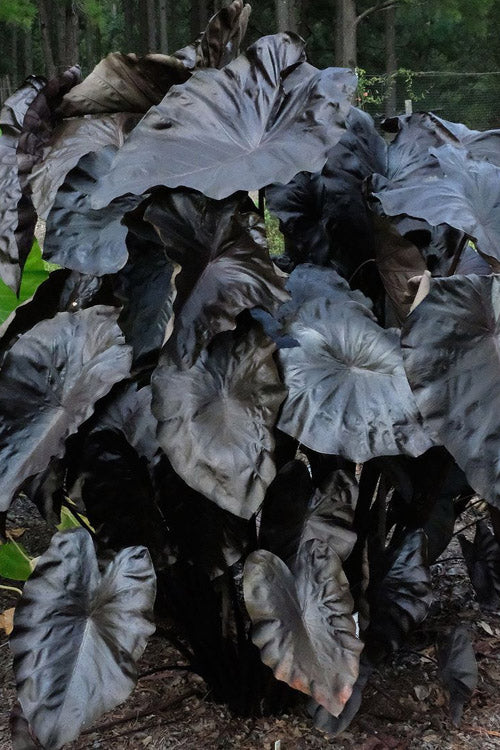  Royal Hawaiian Black Coral Elephant Ear (Colocasia) - 2 Gallon Pot