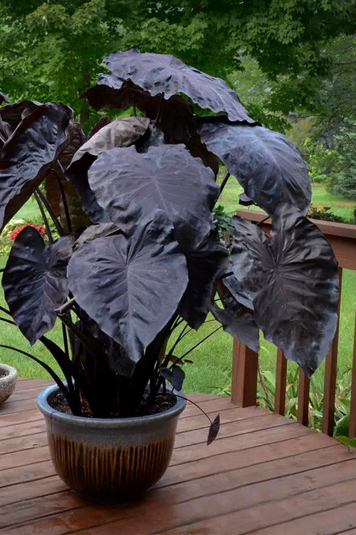  Royal Hawaiian Black Coral Elephant Ear (Colocasia) - 2 Gallon Pot