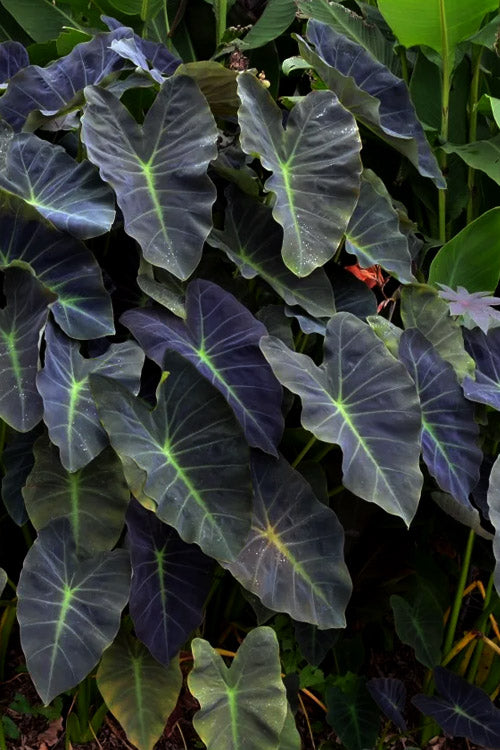  Coal Miner Elephant Ear (Colocasia) - 1 Gallon Pot