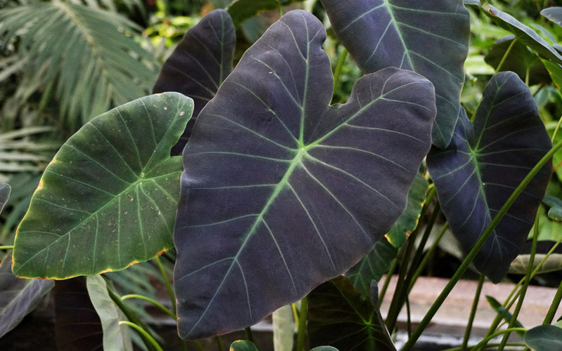  Coal Miner Elephant Ear (Colocasia) - 1 Gallon Pot