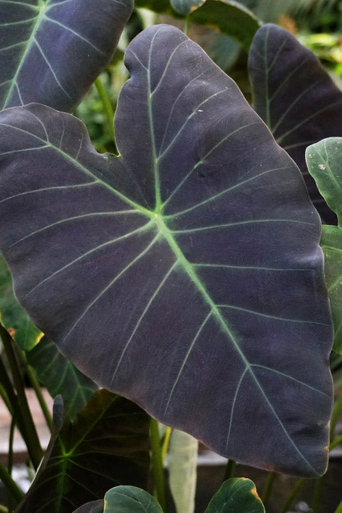  Coal Miner Elephant Ear (Colocasia) - 1 Gallon Pot
