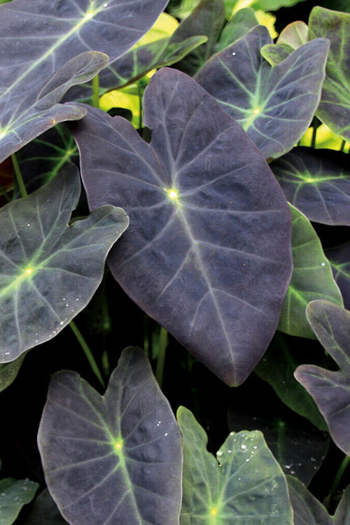  Coal Miner Elephant Ear (Colocasia) - 1 Gallon Pot