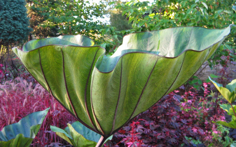  Coffee Cups Elephant Ear (Colocasia) - 1 Gallon Pot