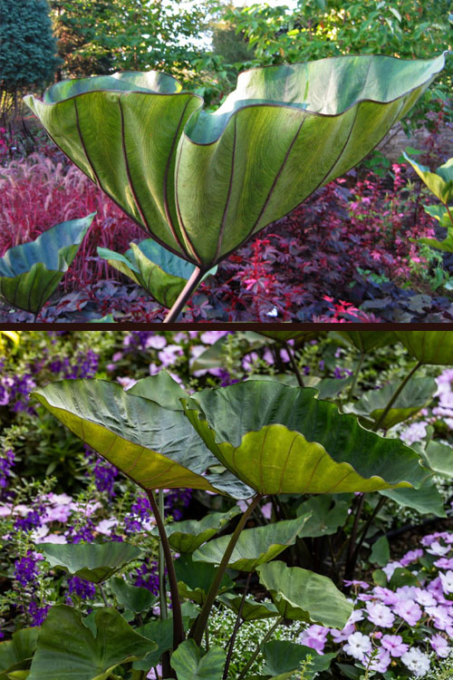  Coffee Cups Elephant Ear (Colocasia) - 1 Gallon Pot