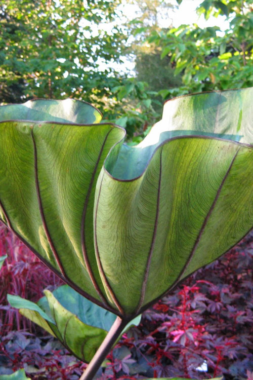  Coffee Cups Elephant Ear (Colocasia) - 1 Gallon Pot