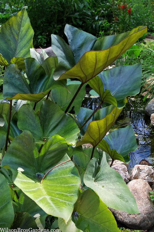  Coffee Cups Elephant Ear (Colocasia) - 1 Gallon Pot