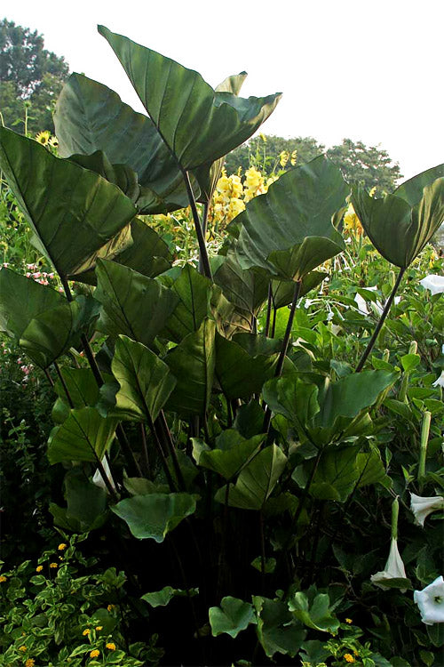  Coffee Cups Elephant Ear (Colocasia) - 1 Gallon Pot