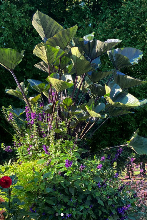  Coffee Cups Elephant Ear (Colocasia) - 1 Gallon Pot