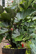  Coffee Cups Elephant Ear (Colocasia) - 1 Gallon Pot