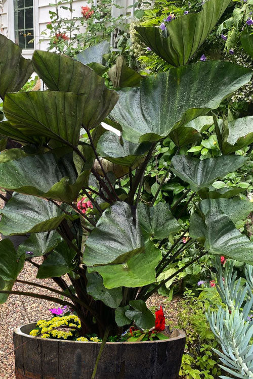  Coffee Cups Elephant Ear (Colocasia) - 1 Gallon Pot