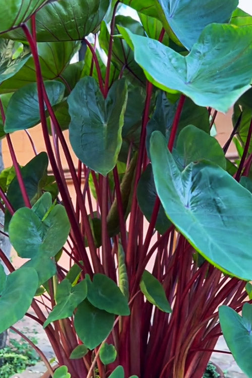  Hawaiian Punch Elephant Ear (Colocasia) - 2 Gallon Pot