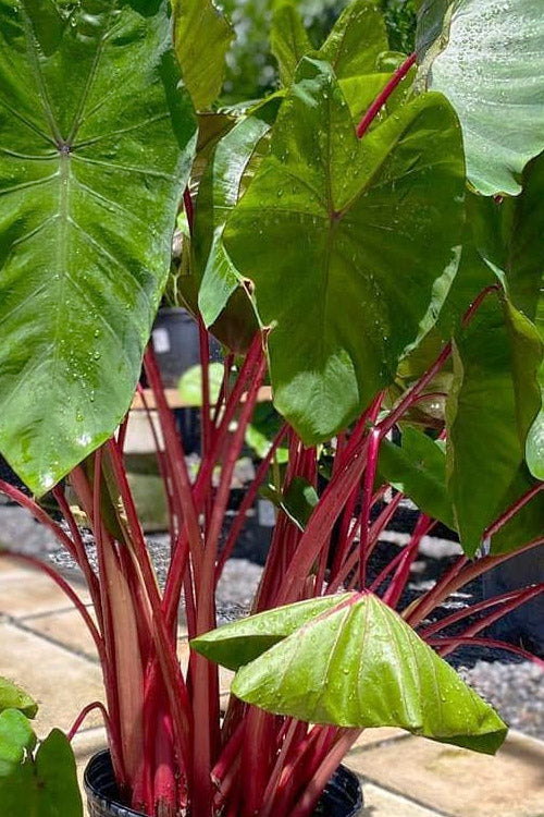  Hawaiian Punch Elephant Ear (Colocasia) - 2 Gallon Pot