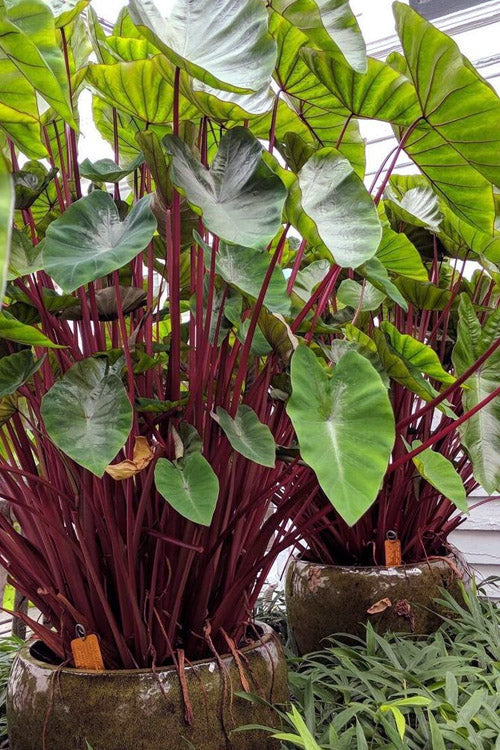  Hawaiian Punch Elephant Ear (Colocasia) - 2 Gallon Pot