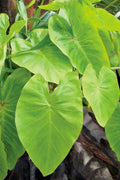  Maui Gold Elephant Ear (Colocasia) - 1 Gallon Pot