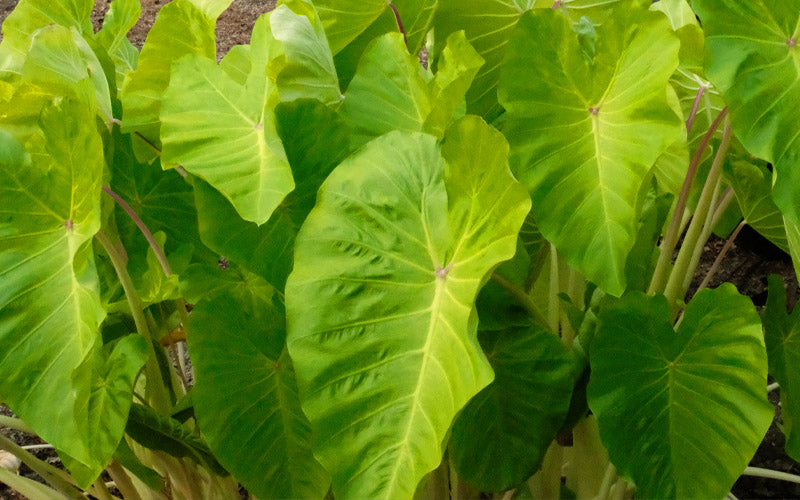  Maui Gold Elephant Ear (Colocasia) - 1 Gallon Pot
