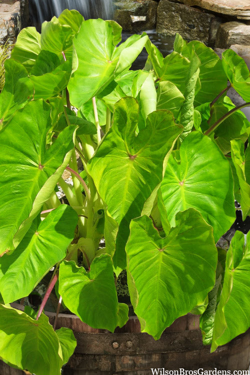  Maui Gold Elephant Ear (Colocasia) - 1 Gallon Pot