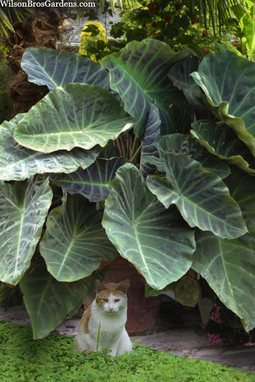  Maximus Gigante Hardy Elephant Ear (Colocasia) - 5 Gallon Pot