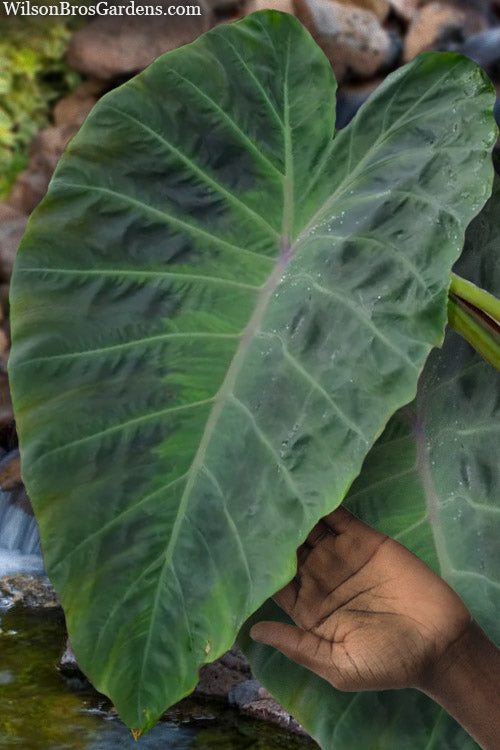  Maximus Gigante Hardy Elephant Ear (Colocasia) - 5 Gallon Pot