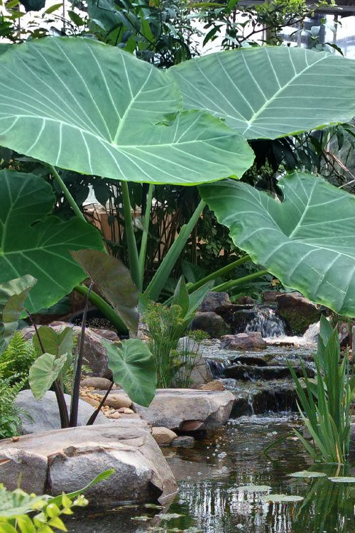  Thailand Giant Elephant Ear (Colocasia Esculenta) - 2 Gallon Pot