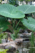  Thailand Giant Elephant Ear (Colocasia Esculenta) - 2 Gallon Pot