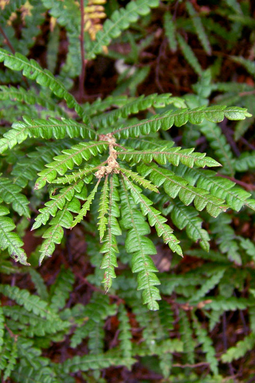  Sweet Fern (Comptonia Peregrina) - 1 Gallon Pot