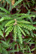  Sweet Fern (Comptonia Peregrina) - 1 Gallon Pot