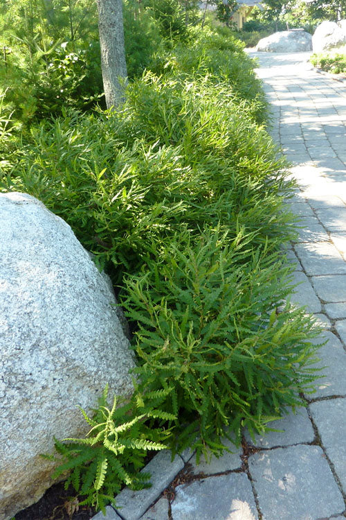 Sweet Fern (Comptonia Peregrina) - 1 Gallon Pot