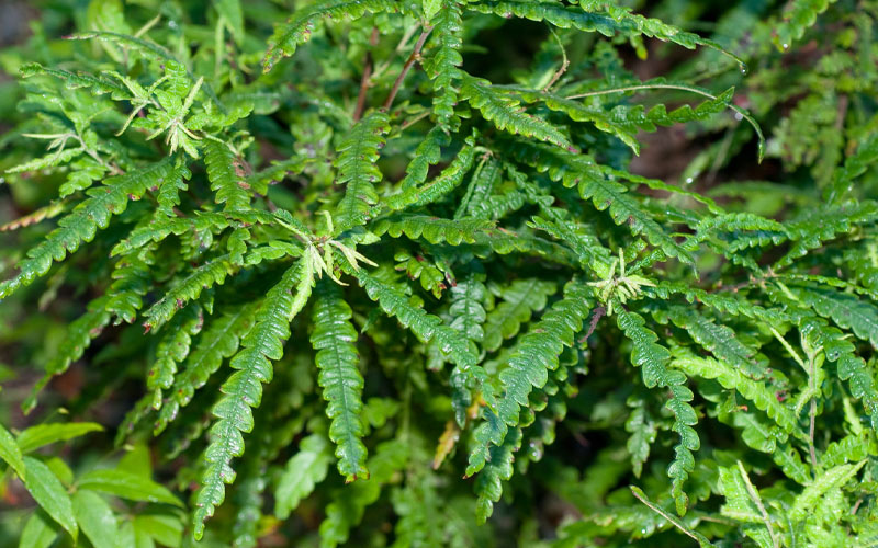  Sweet Fern (Comptonia Peregrina) - 1 Gallon Pot