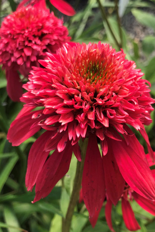  Double Scoop Cranberry Coneflower (Echinacea) - 1 Gallon Pot