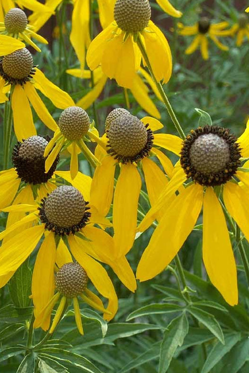  Grey Headed Coneflower (Ratibida Pinnata) - 6 Pack Of 1 Gallon Pots