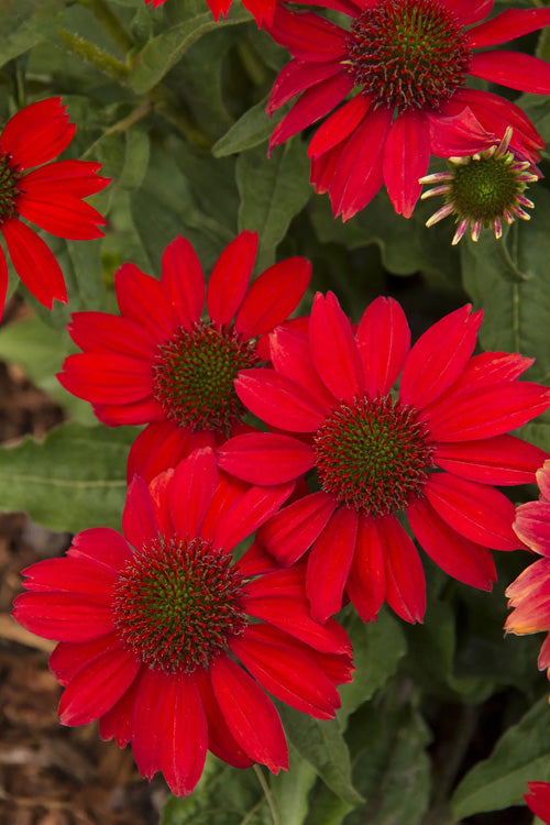  Sombrero Salsa Red Coneflower (Echinacea) - 1 Gallon Pot