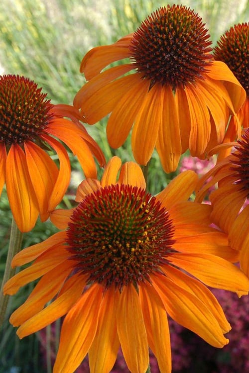  Tiki Torch Orange Coneflower (Echinacea) - 1 Gallon Pot