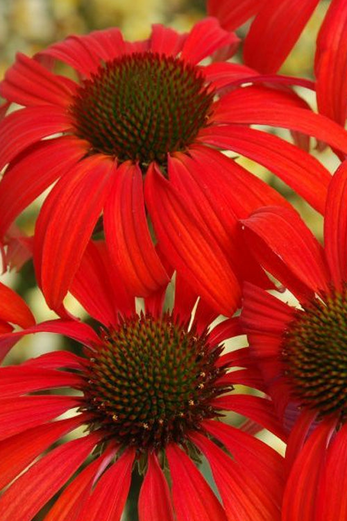  Tomato Soup Coneflower (Echinacea) - 1 Gallon Pot
