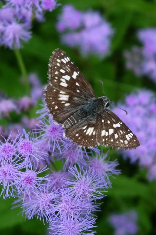  Hardy Ageratum (Blue Mistflower) - 1 Gallon Pot