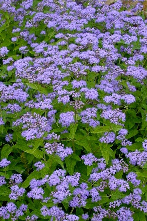  Hardy Ageratum (Blue Mistflower) - 1 Gallon Pot
