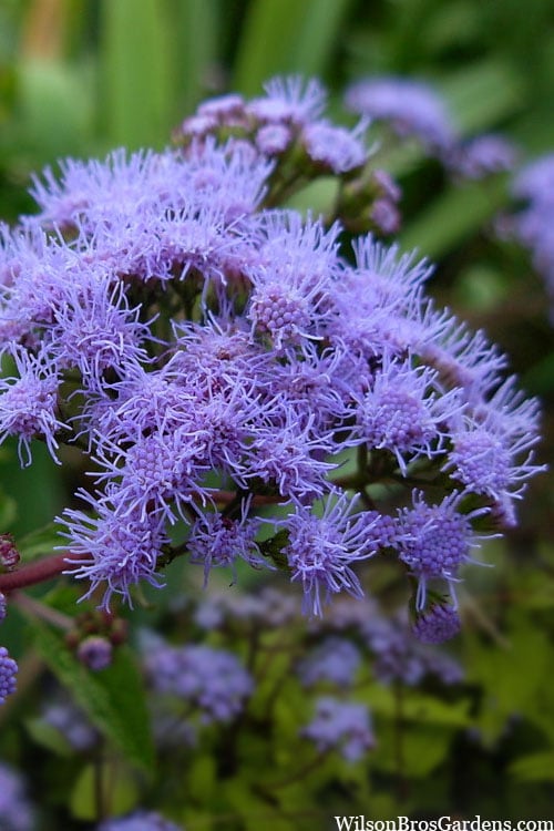  Hardy Ageratum (Blue Mistflower) - 1 Gallon Pot