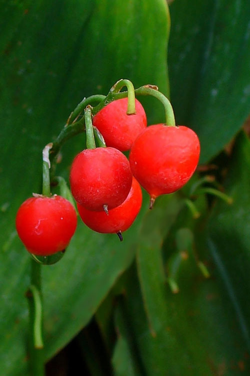  Lily Of The Valley (Convallaria Majalis) - 5 Pack Pint Pots