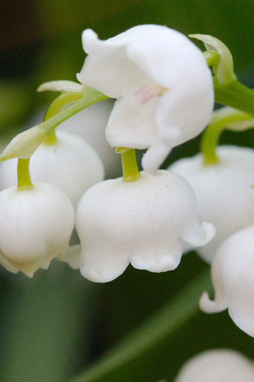  Lily Of The Valley (Convallaria Majalis) - 5 Pack Quart Pots