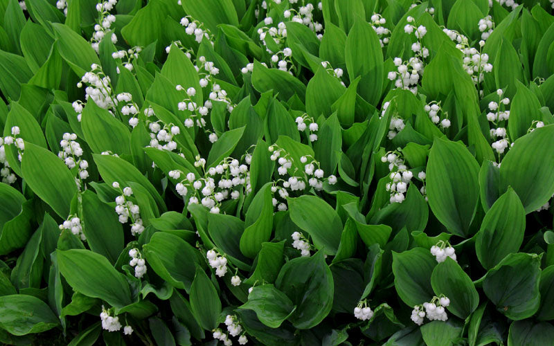  Lily Of The Valley (Convallaria Majalis) - 5 Pack Pint Pots