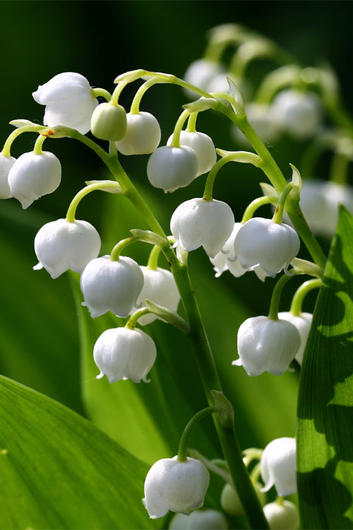  Lily Of The Valley (Convallaria Majalis) - 5 Pack Pint Pots
