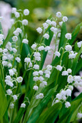 Lily Of The Valley (Convallaria Majalis) - 5 Pack Quart Pots